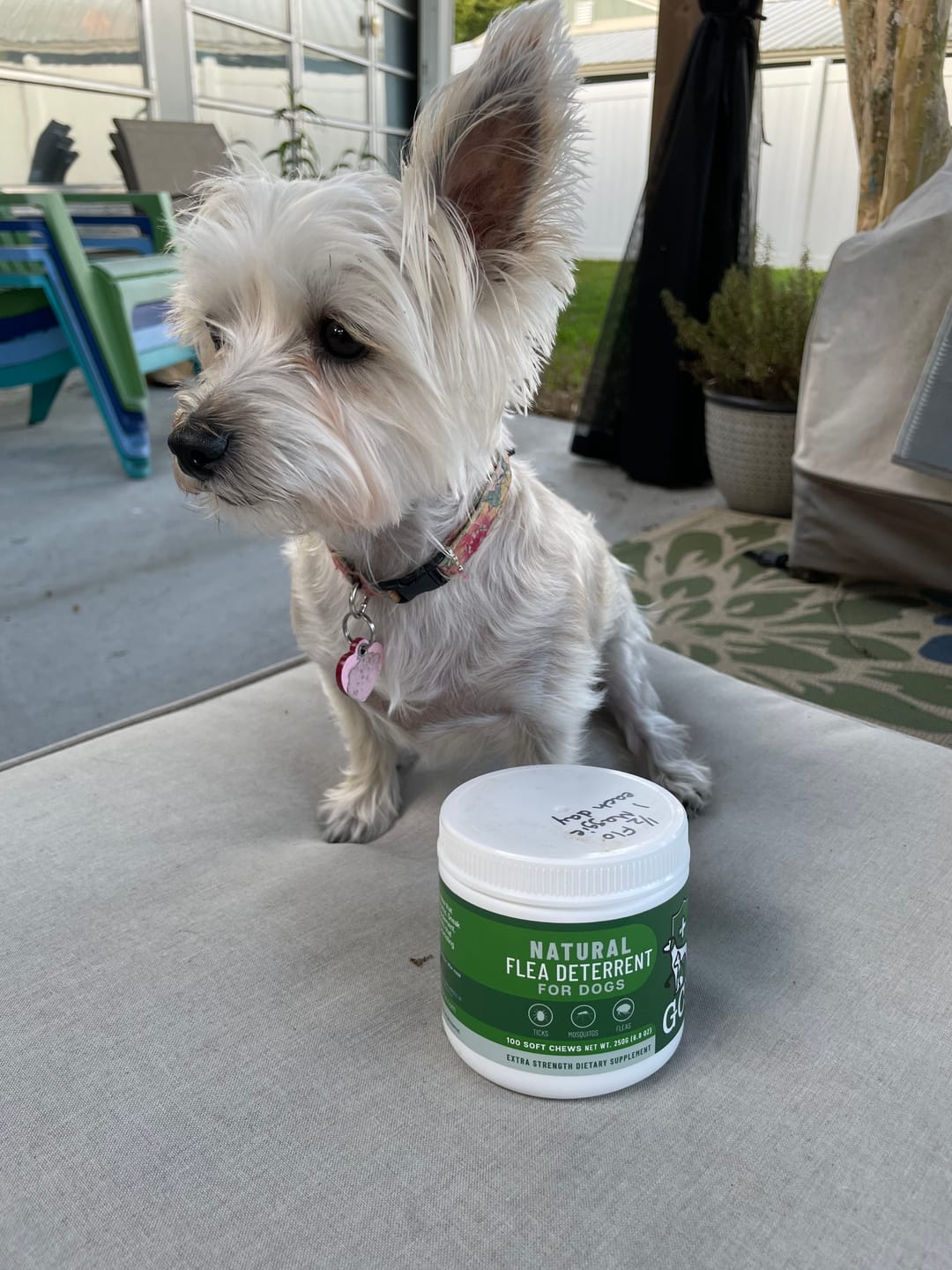 Customer photo review of GCP Flea & Tick Natural Defense for Dogs - 100 Soft Chews