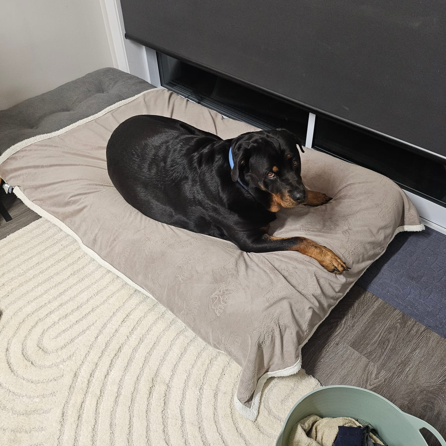 Customer photo review of 3-in-1 Convertible Sleeper Chair & Folding Mattress - Single (Charcoal Grey)