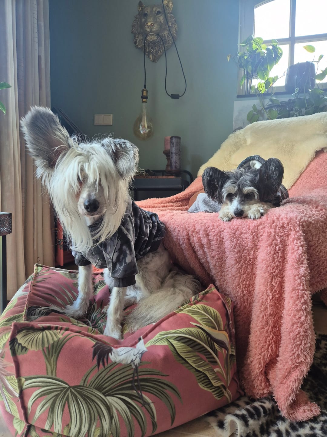 Customer photo review of Concrete Wood Dog Hoodie - Asphalt