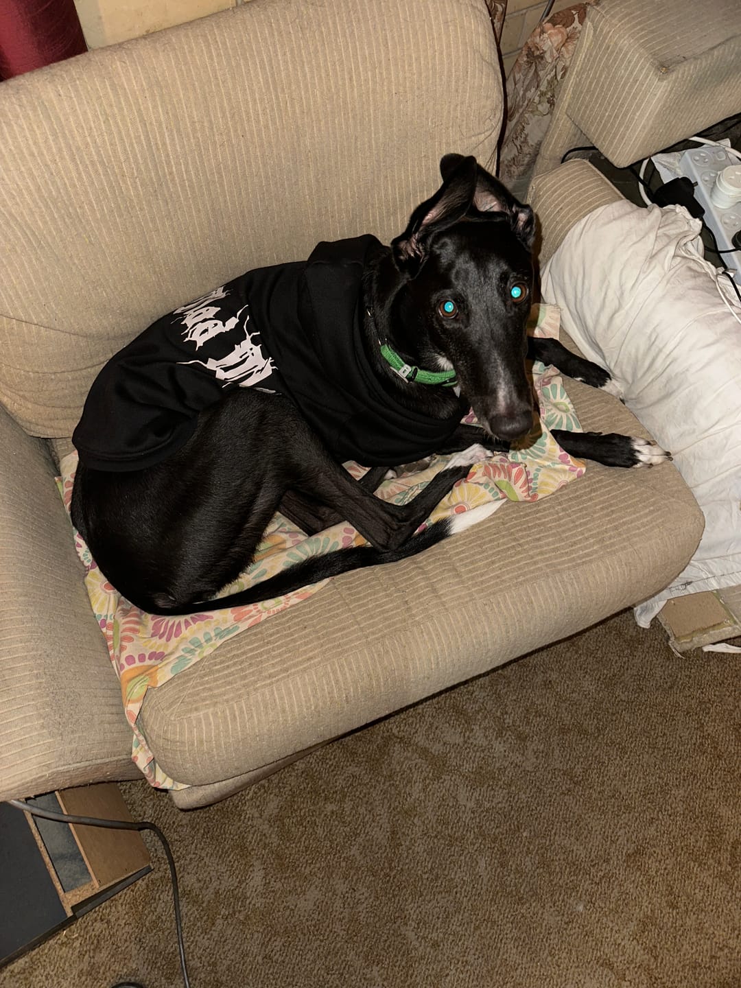 Customer photo review of Personalised Dog Hoodie Black Metal Font