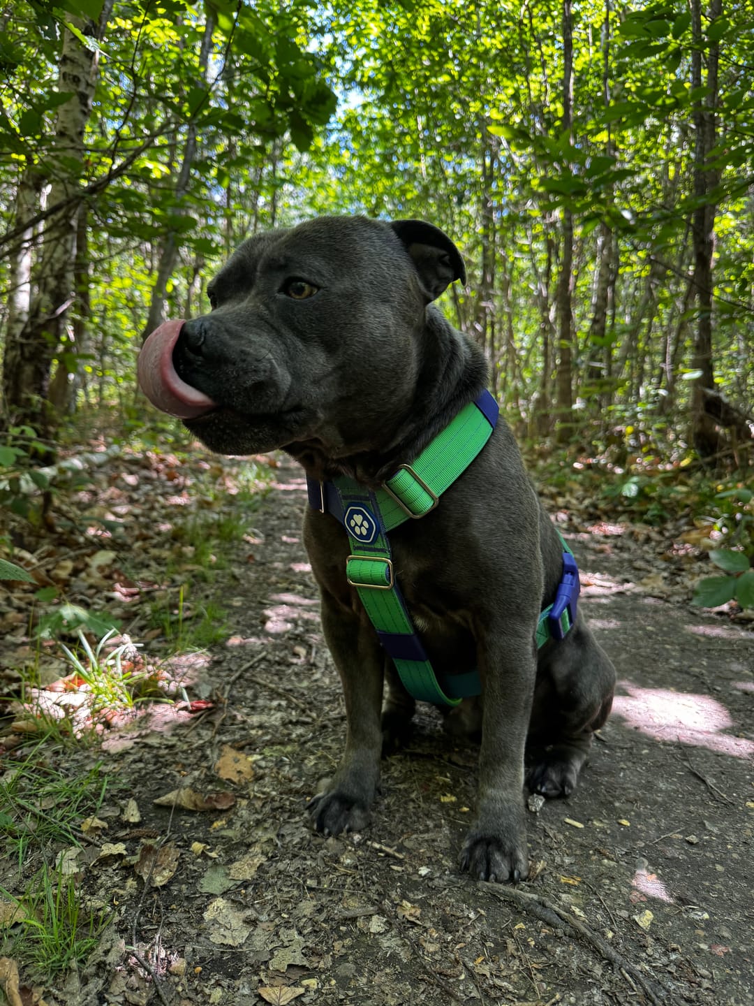 Customer photo review of Comfort Control No-Pull Dog Harness Set - Lime Wave