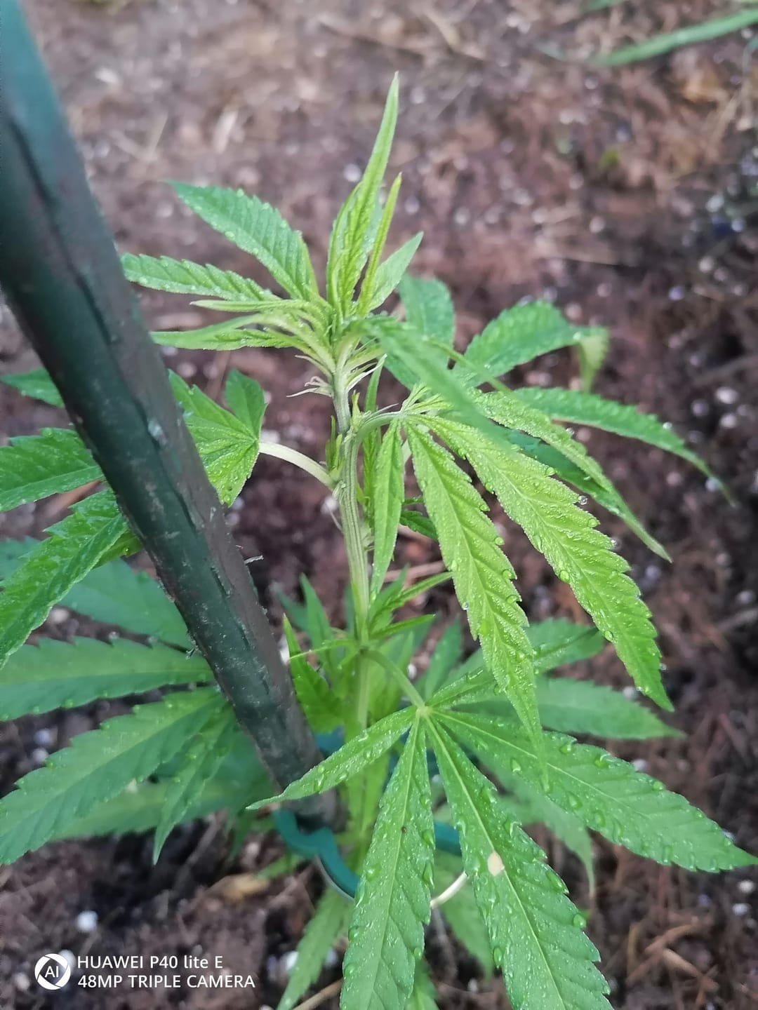 Customer photo review of Real Killer Skunk Steckling