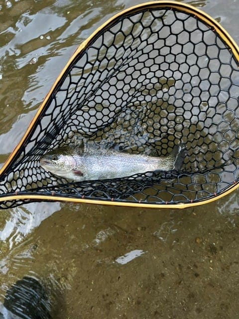 Customer photo review of Blue Line Wide w/ Tether - 17x12" Hoop