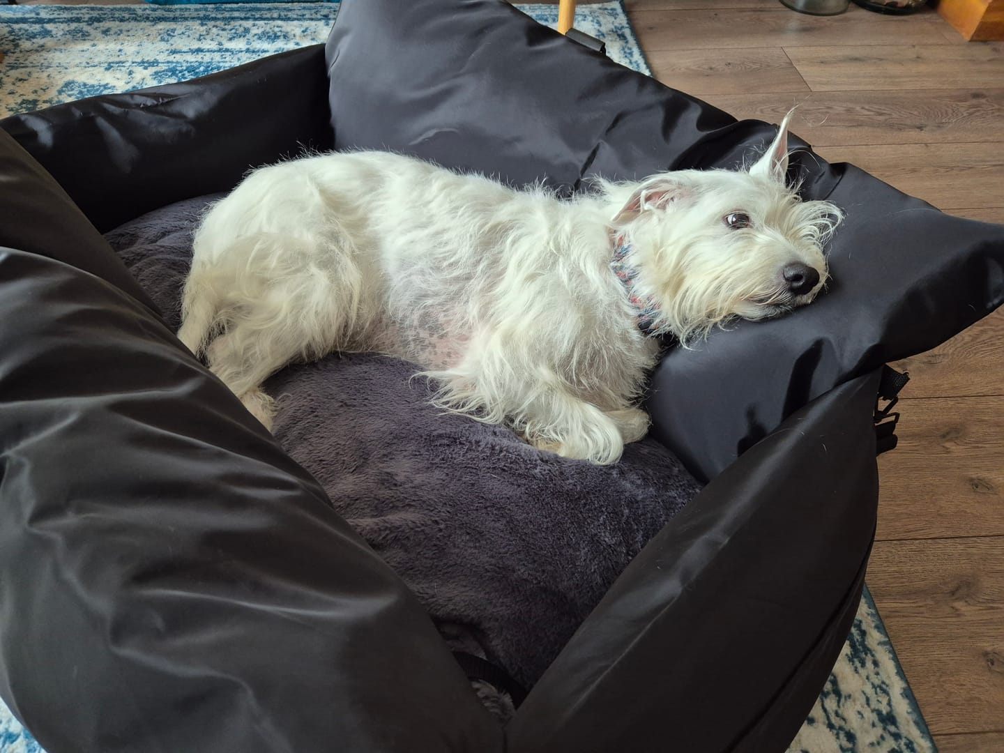 Customer photo review of Travel Dog Pod XL - Now With Isofix
