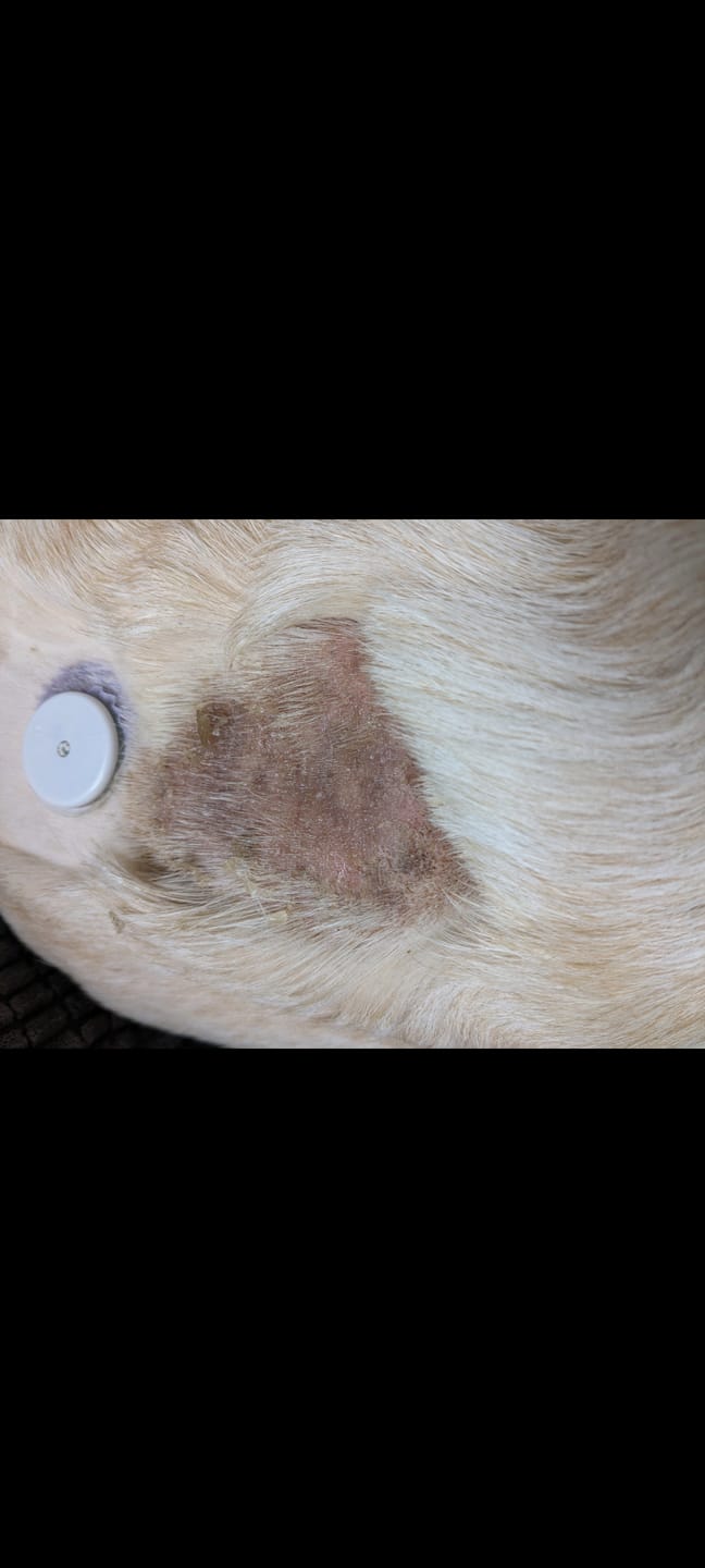 Customer photo review of Dog Gel