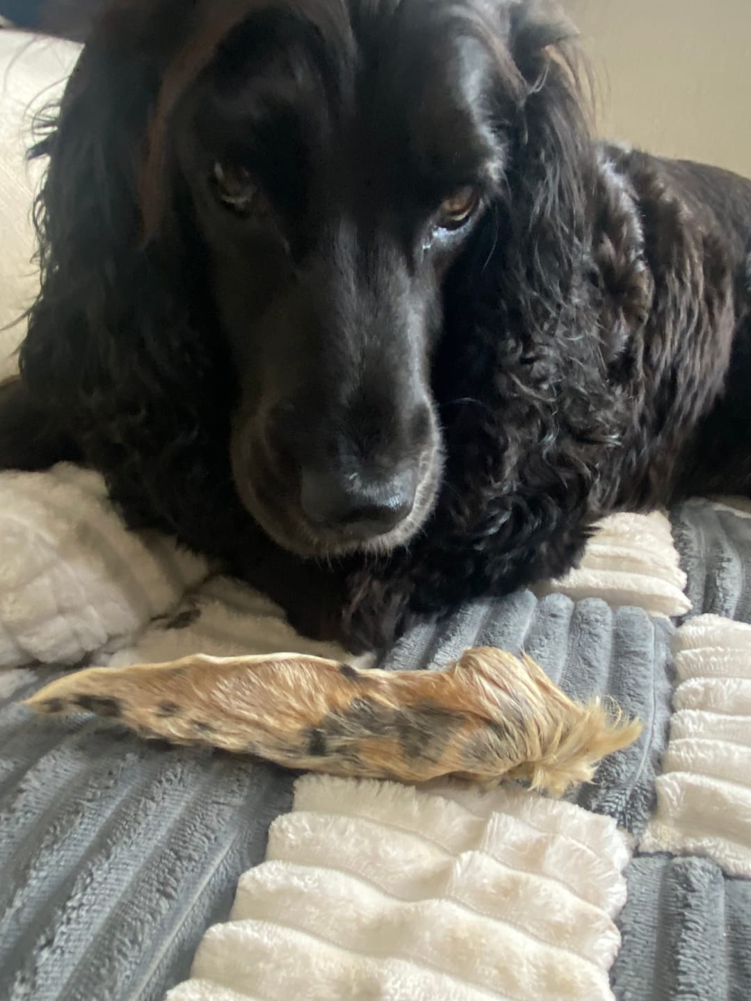 Customer photo review of Hairy Lamb Ears (100g)