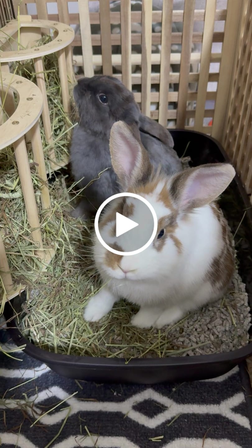 Customer video review of Second Cut Timothy Hay - Ultra Premium Canadian Hay for Rabbits and Guinea Pigs