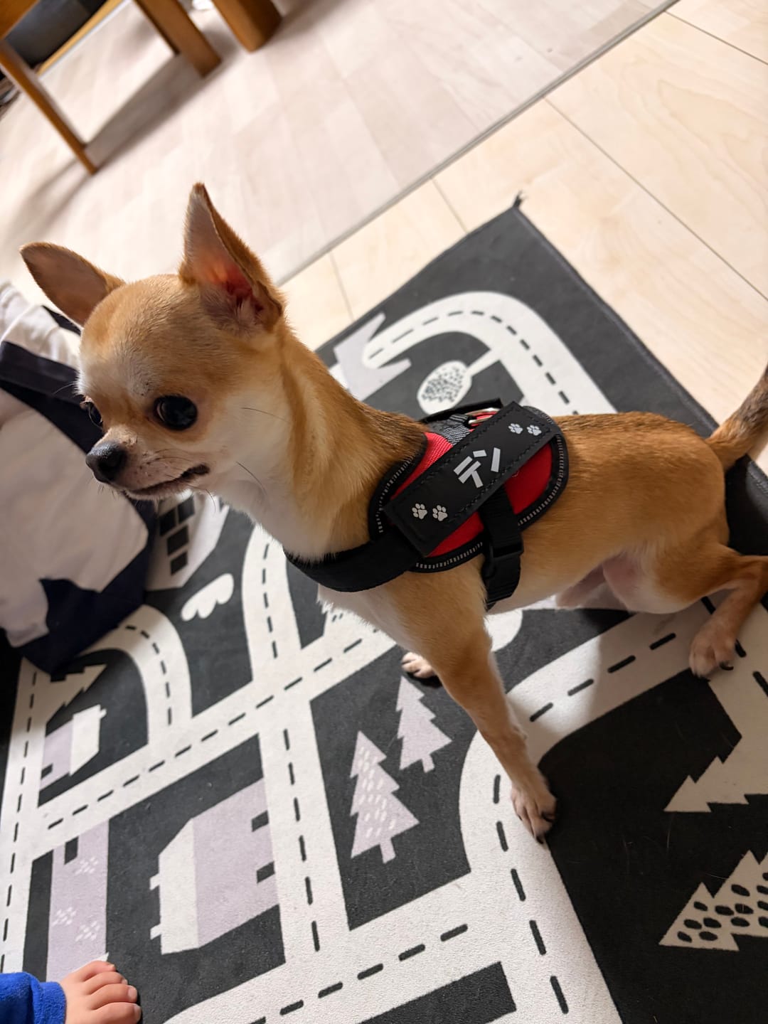 Customer photo review of FunFunPet 高機能ハーネス（お名前タグ作成サービス付き）