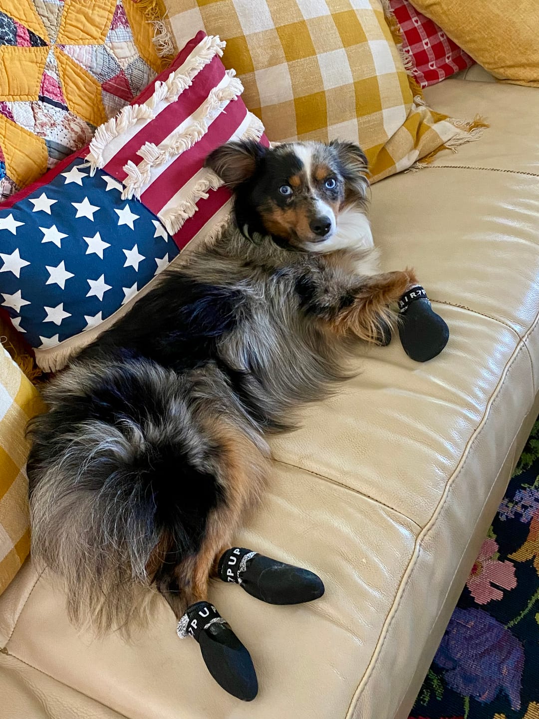 Customer photo review of AIR PUP SPRINTERS - SET OF 4