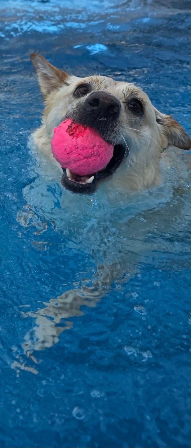 Customer photo review of WUNDERball - Best Fetch Toy
