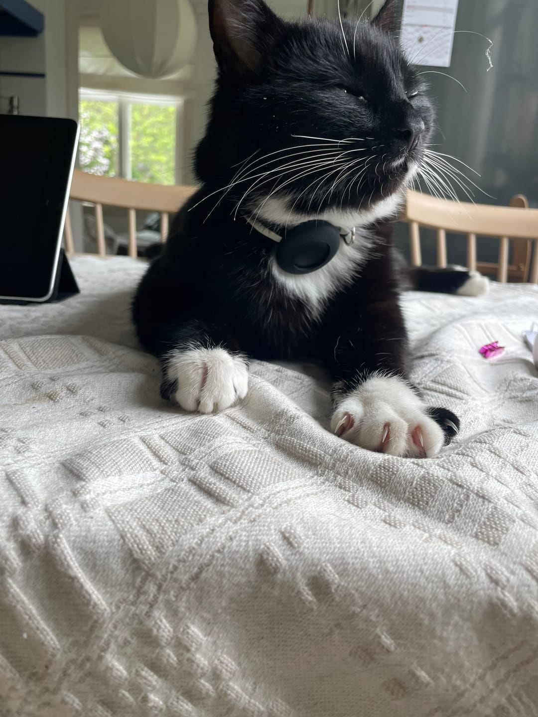 Customer photo review of AirTrackTag Kattpaket