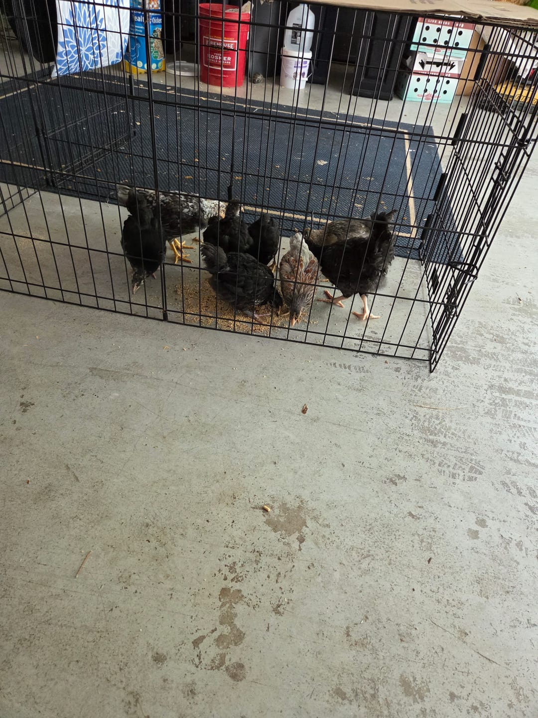 Customer photo review of Peck Purity Daily Digestive Defense for Flock Strength
