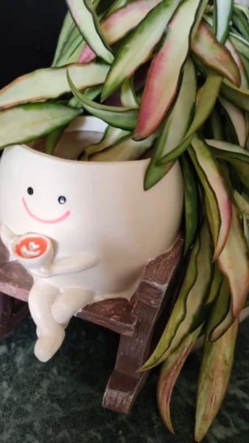 Customer photo review of Pokipot™ Maceta Feliz