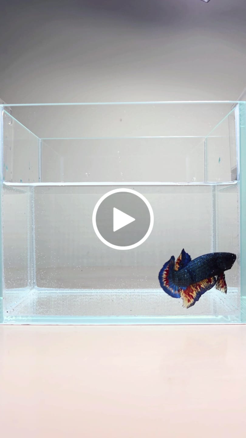 Customer video review of Rare Blue Copper Vanda Betta Fish (MALE)
