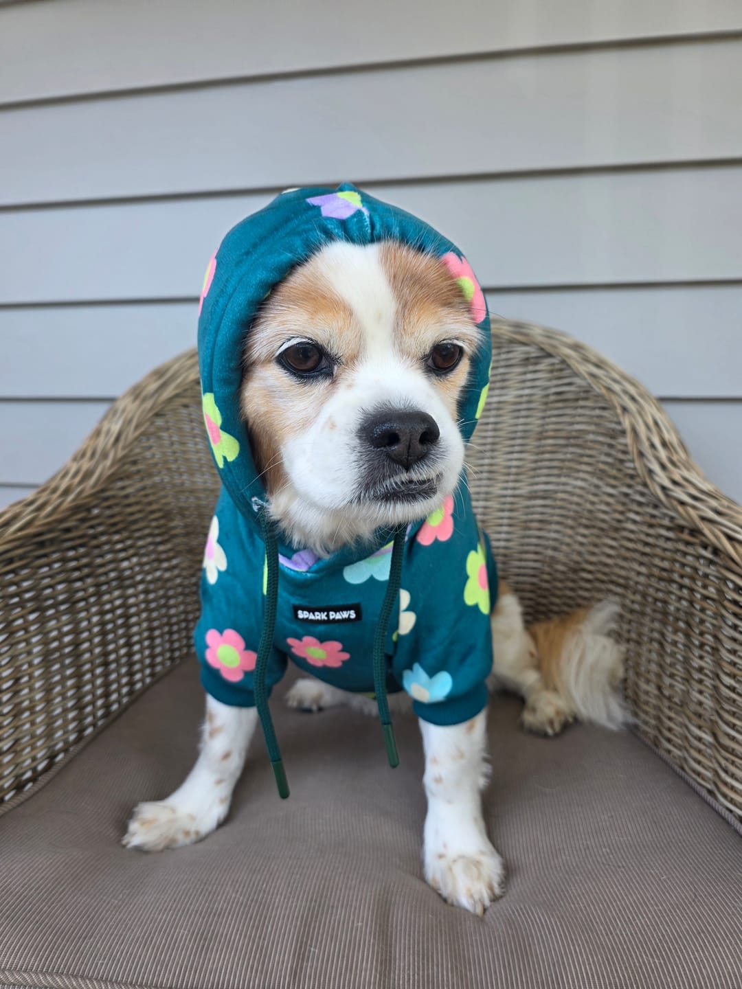 Customer photo review of Daisy Dog Hoodie - Green
