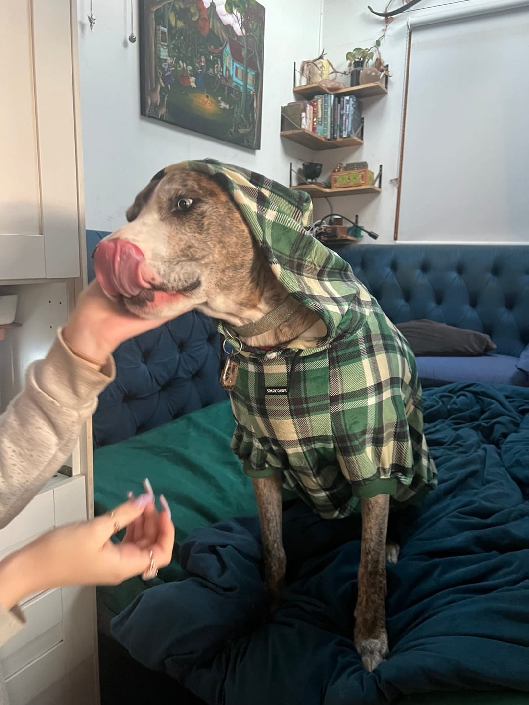 Customer photo review of Green Plaid Dog Hoodie