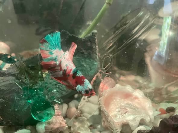 Customer photo review of Koi Multicolor Candy Plakat Male Betta Fish | High Grade | Mystery Betta
