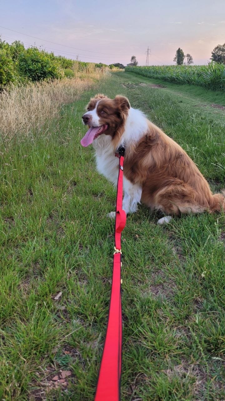 Customer photo review of Guinzaglio Sniper Multifunzione
