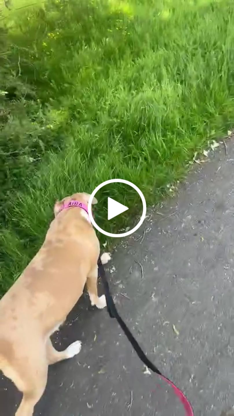 Customer video review of Matching Pink 6' Bully Proof Leash