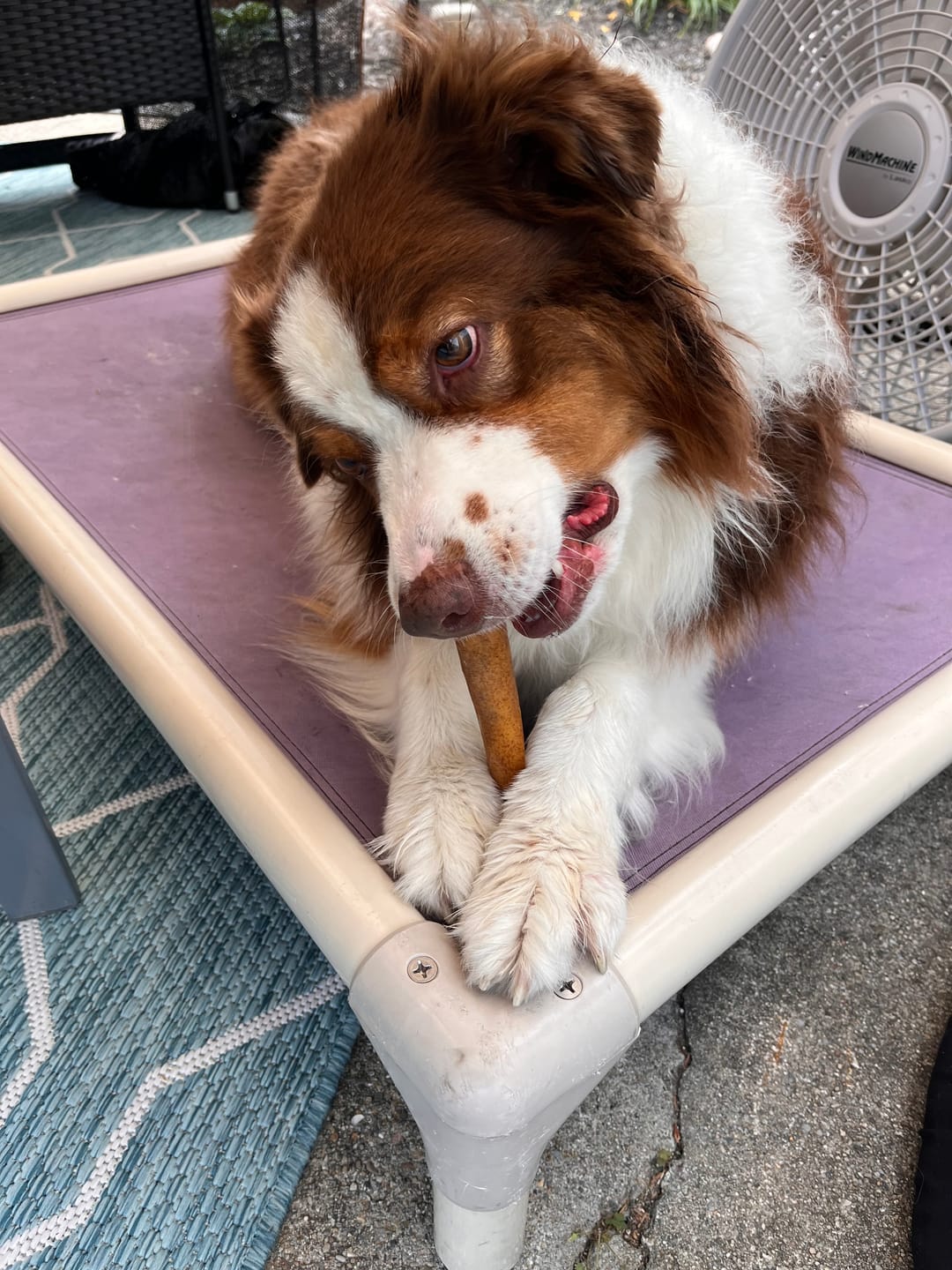 Customer photo review of Beef Cheek Sticks