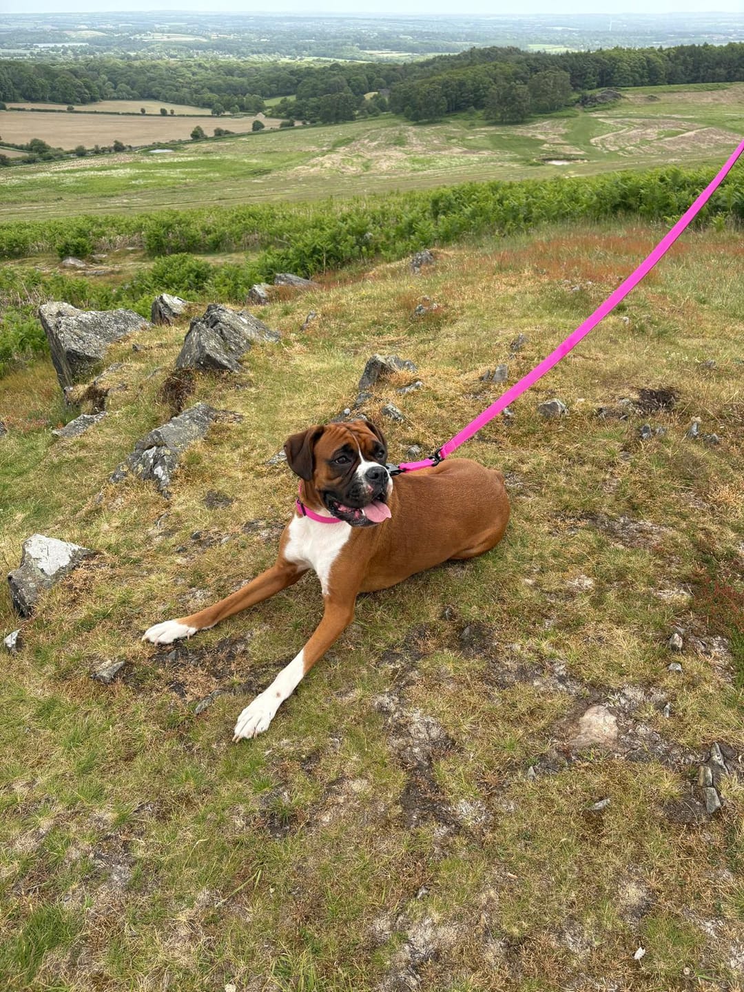 Customer photo review of 1.4m Swivel Combat Lead | Anti-Tangle & Secure Clip - Magenta