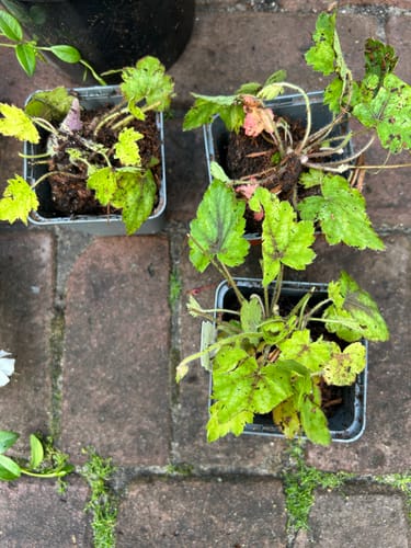 Customer photo review of Purperklokje - Heuchera 'Schneewittchen'