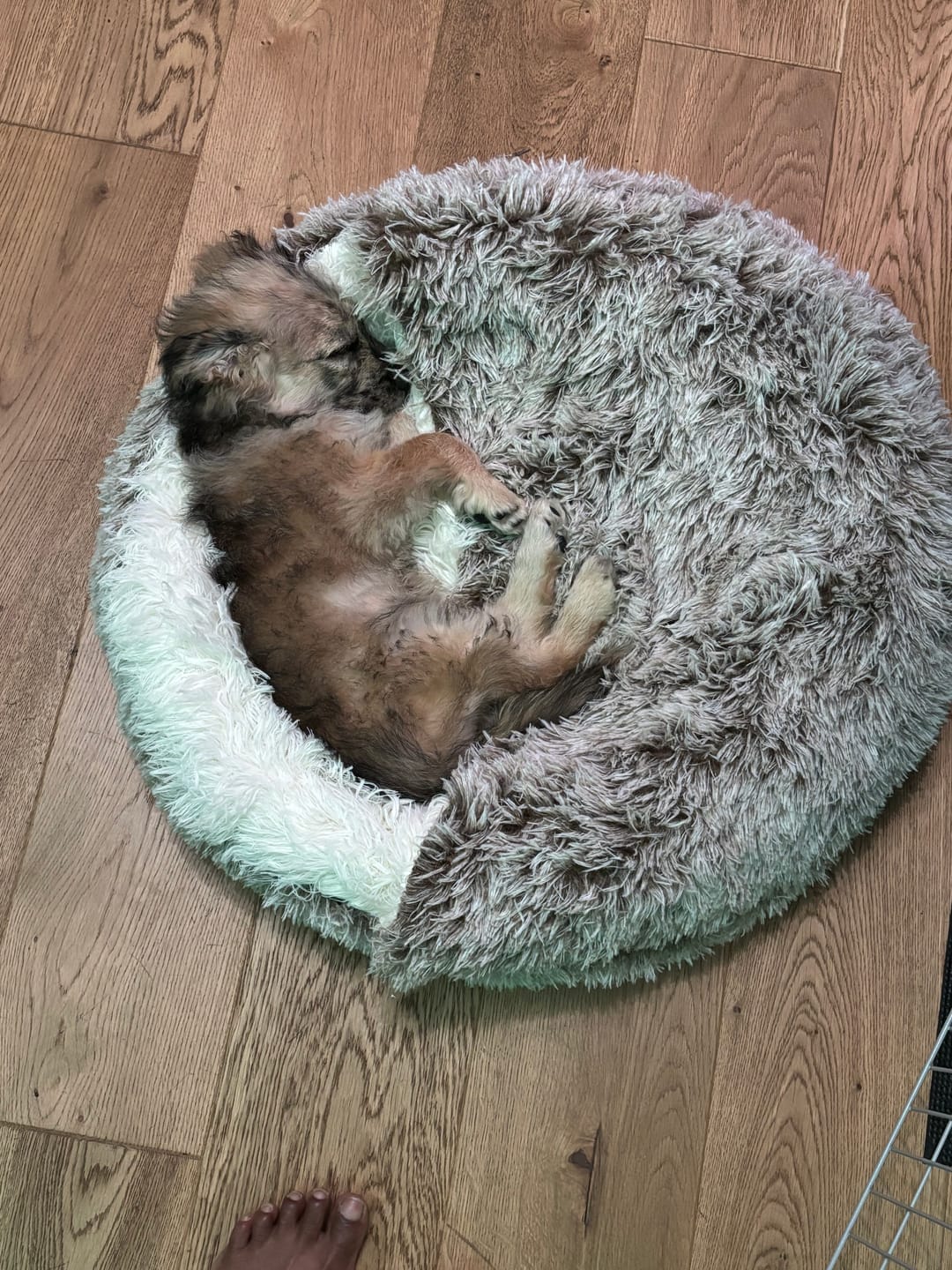 Customer photo review of Burrow Buddy™ - Pet Bed