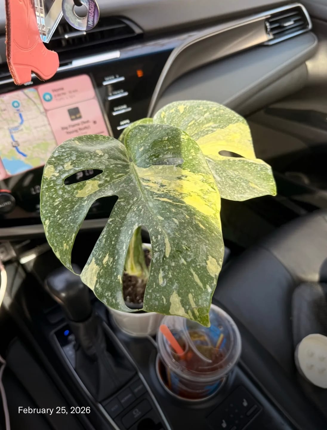 Customer photo review of Plant Food