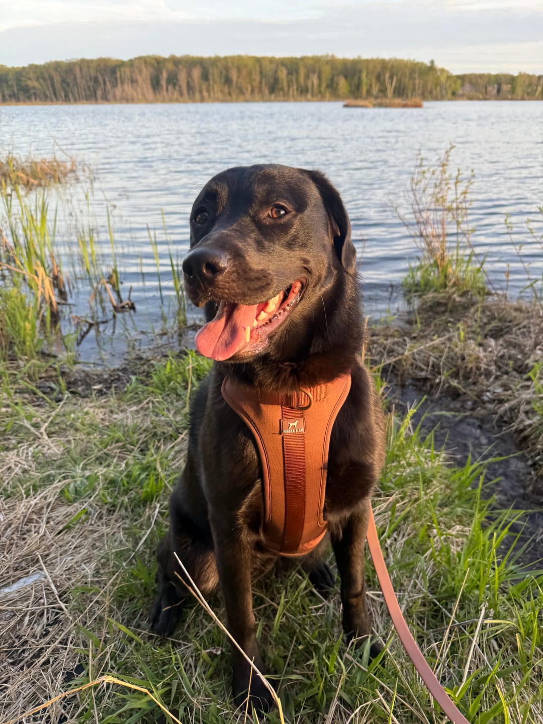 Customer photo review of Solace Adjustable Dog Harness