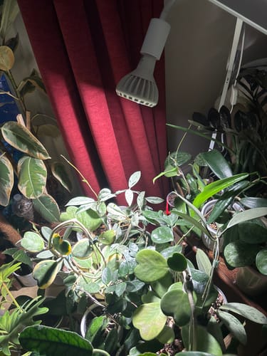 Customer photo review of Pianta Grow Light LED Bulb White - Refurbished