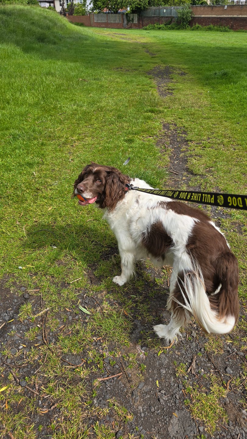 Customer photo review of Madra x The Scratch - Leash