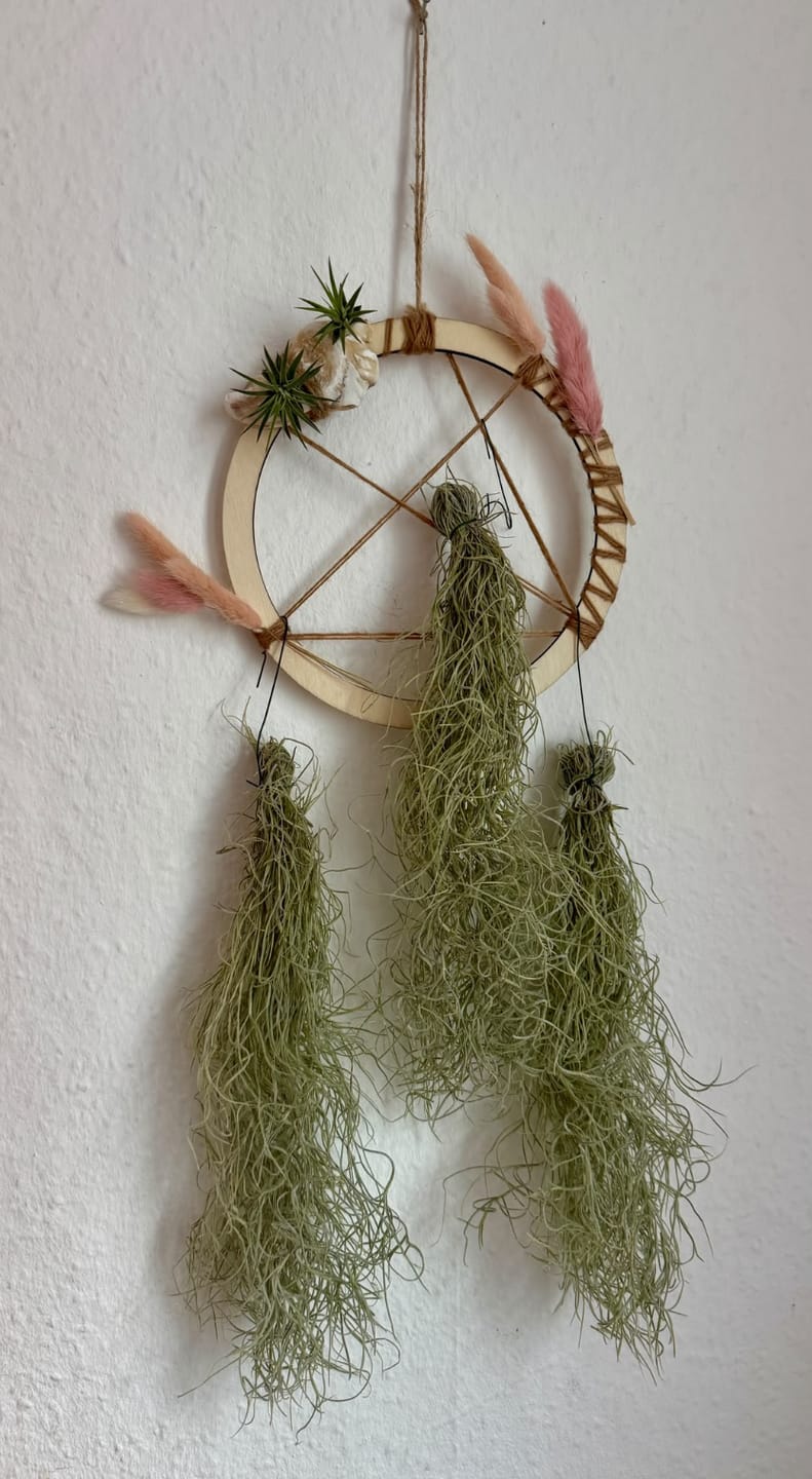 Customer photo review of 5er Set - Tillandsia usneoides - Lousianamoos
