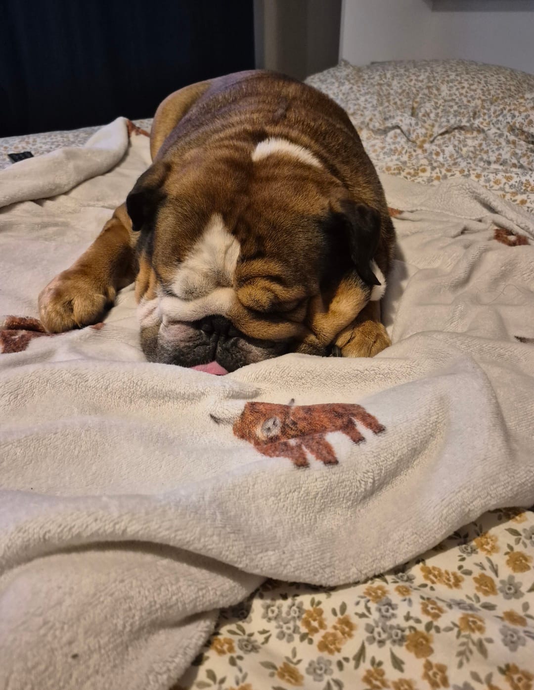 Customer photo review of BC-12 Vertical Wall Bed Concept 160cm
