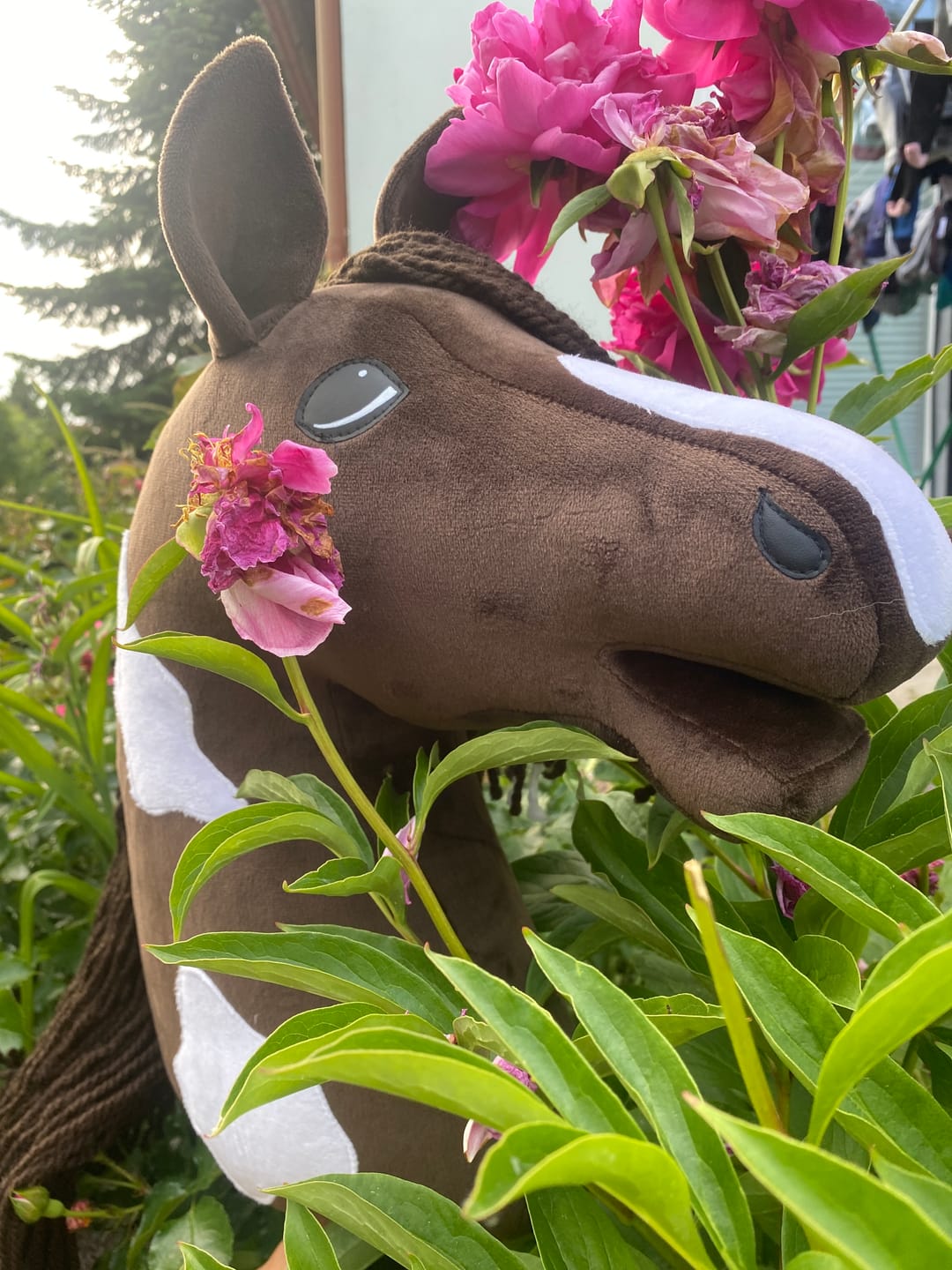 Customer photo review of Hobby Horse Monte with Black Halter