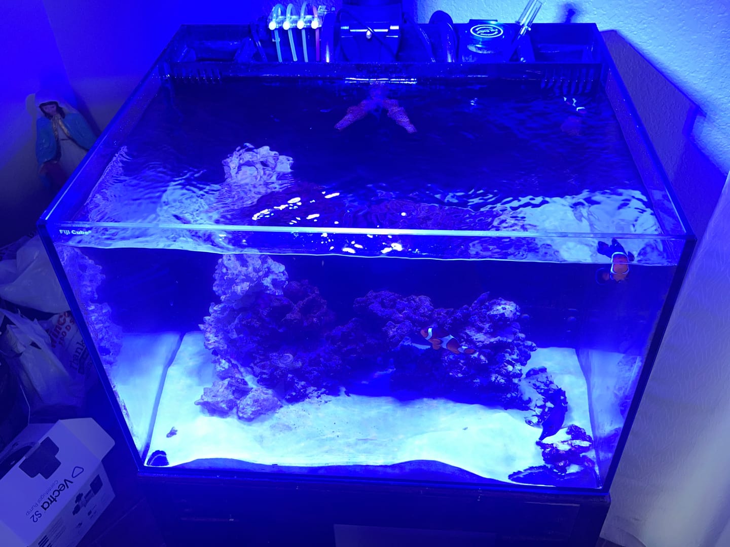 Customer photo review of Fiji Cube 32 Gallon Rimless AIO Glass Nano Tank - PRO Series