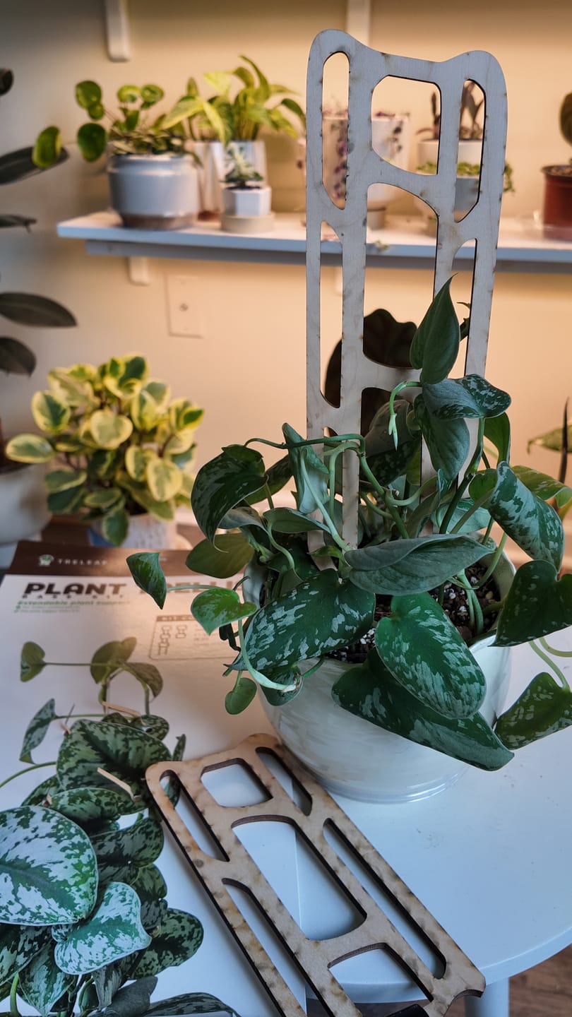 Customer photo review of Bella™ - Extendable Wooden Support for Climbing Houseplants