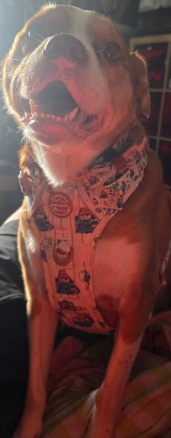 Customer photo review of Paddington™ Tough Trails™ Harness - Peckish Paddington