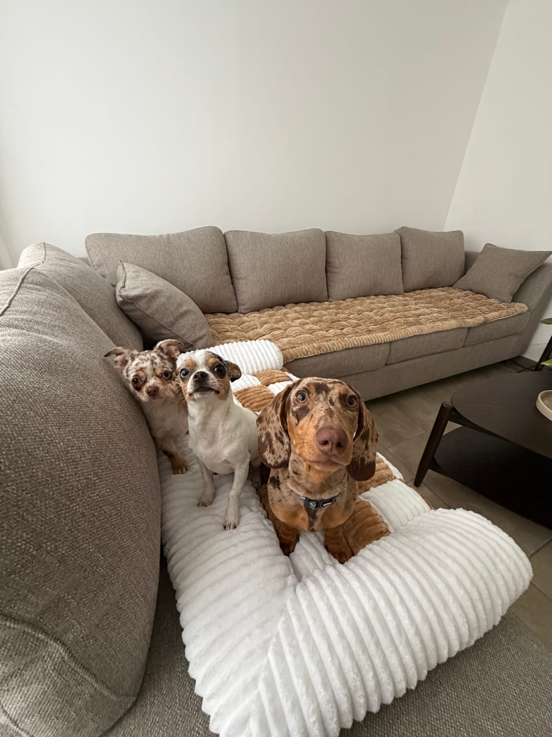Customer photo review of Majestuoso · Protector Premium para Sofá