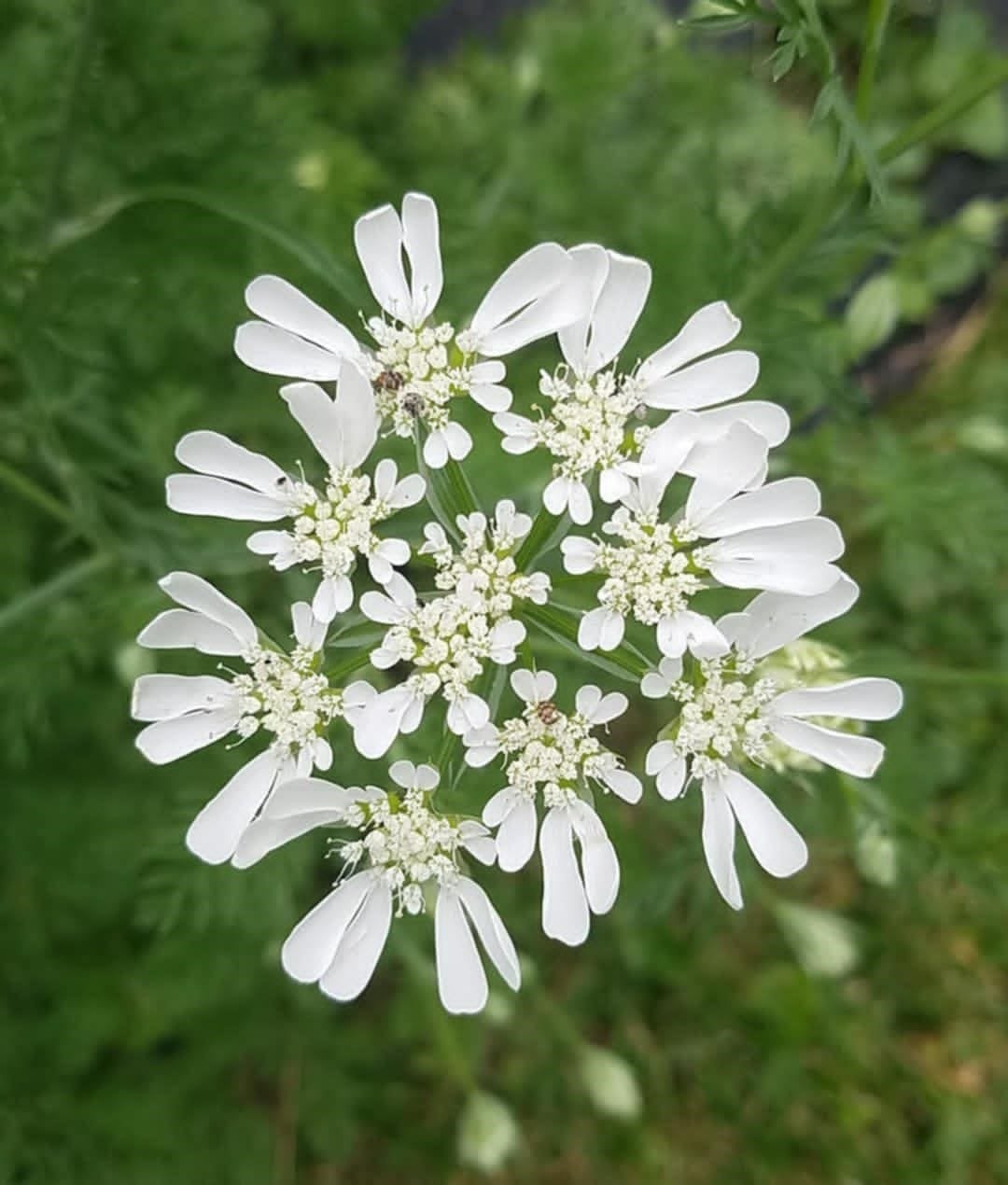 Customer photo review of Orlaya, White Finch