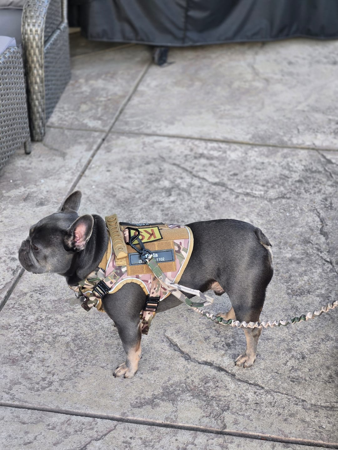 Customer photo review of NEW Upgraded Tactical No-Pull Team K9® Dog Harness with 4 Quick-Release Metal Buckles, Reinforced Front & Back V-Rings, Hook & Loop Panels, Adjustable Straps, Reflective Strips, & Top Handle