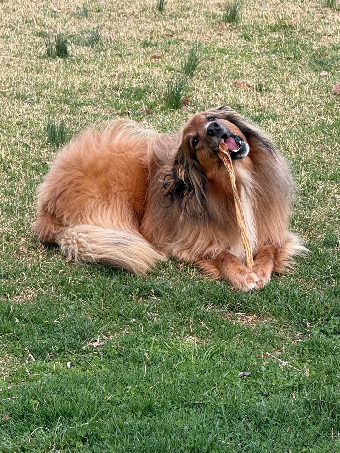 Customer photo review of Ostrich Tendon Twister (16" x 2.5" x 1"): The Satisfying, All-Natural Chew for Dental Health & Joint Support