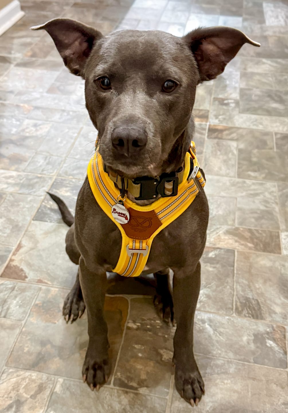 Customer photo review of Staffordshire Bull Terrier 1935® Harness & Leash Set - Yellow