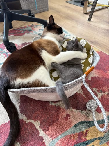 Customer photo review of Instinct Basket | Meet the first research-backed natural territory for indoor cats