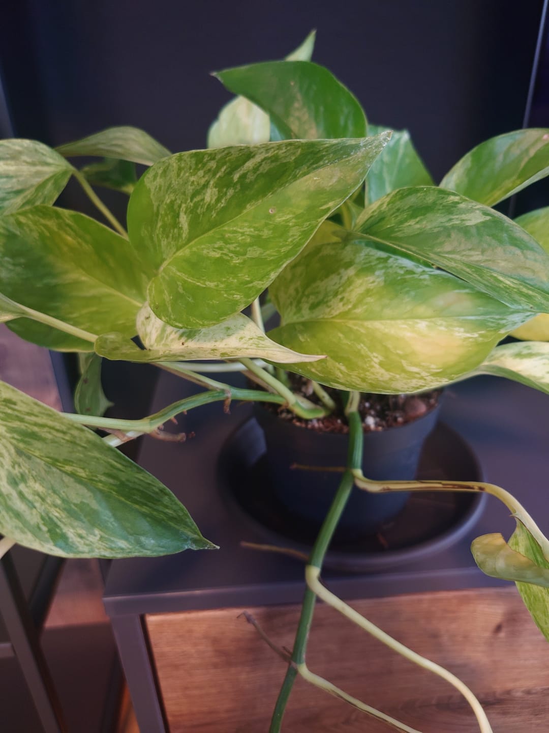 Customer photo review of EPIPREMNUM MARBLE QUEEN