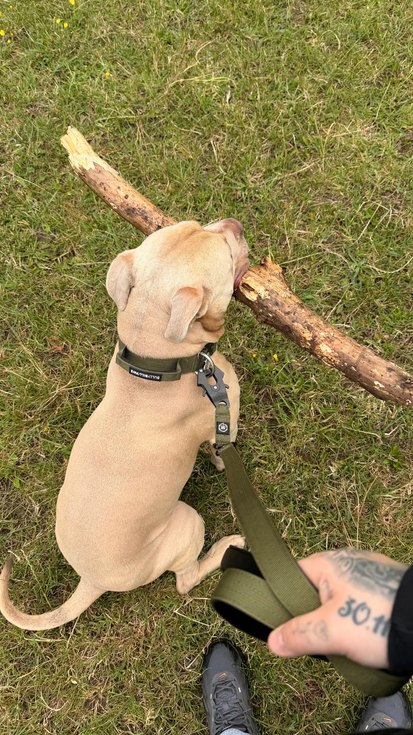 Customer photo review of 4cm Combat® Collar | With Handle & Secured Clip -  Khaki