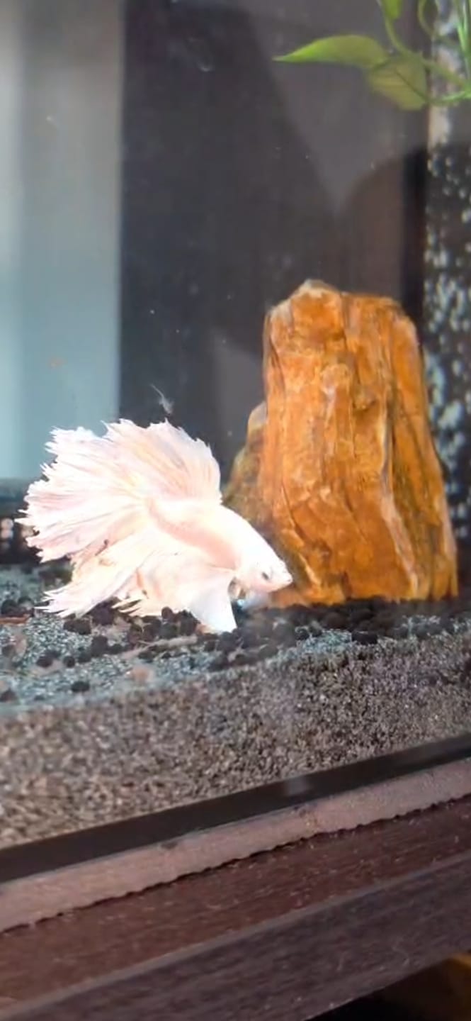 Customer photo review of Rare Dumbo Halfmoon Platinum Betta Fish (Male)