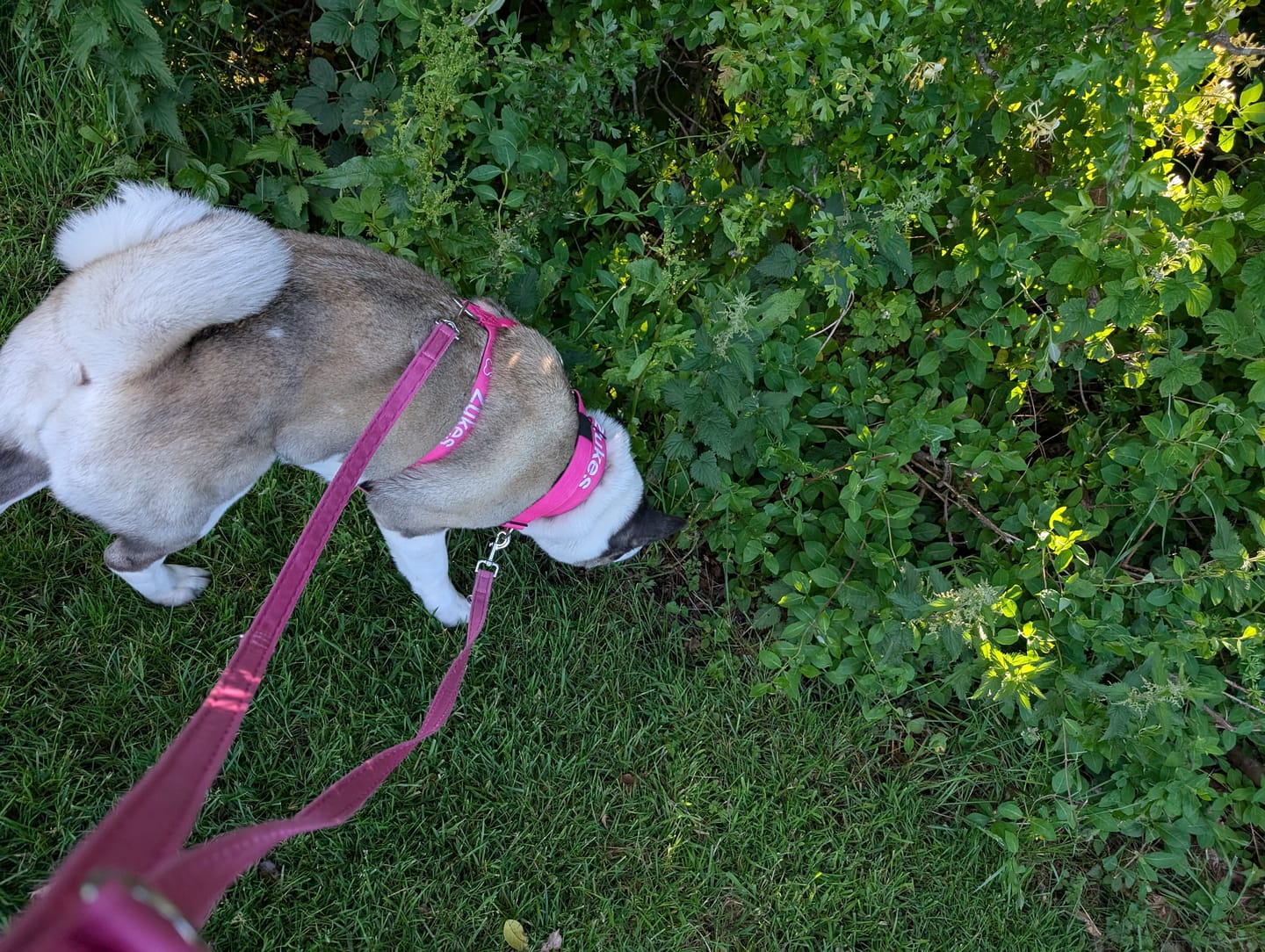 Customer photo review of Anti-Pull TRI-Harness® | Training Dog Harness for All Breeds - Magenta