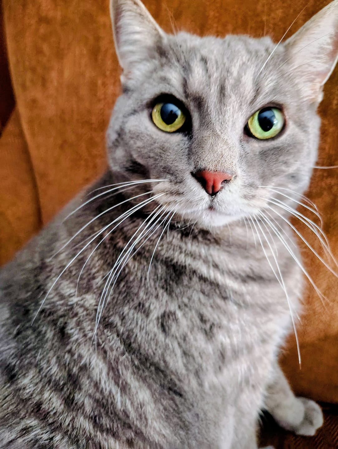 Customer photo review of Cat Laxative & Constipation Remedy
