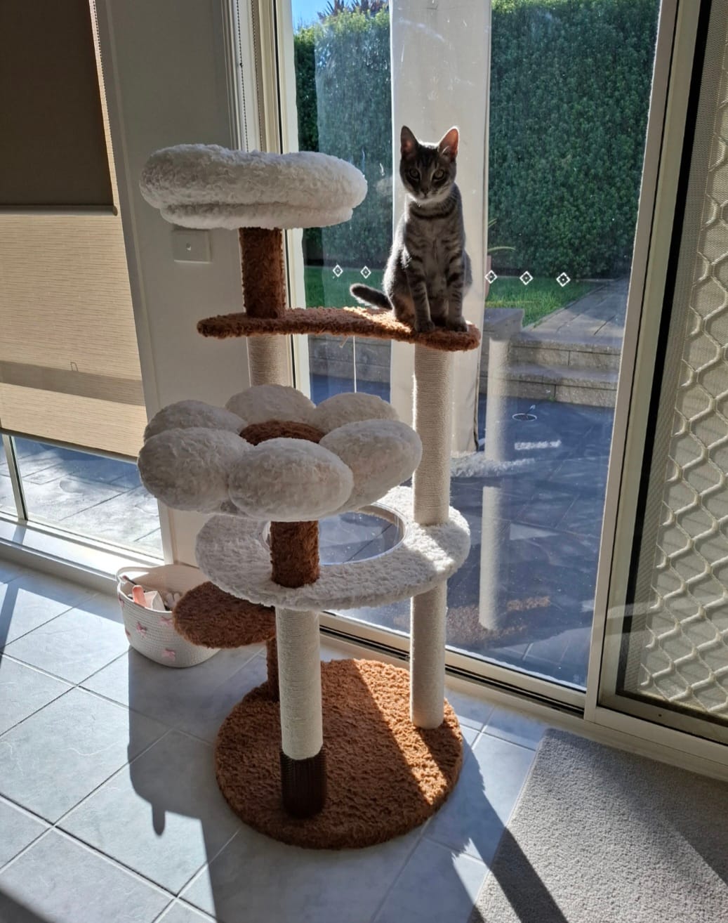 Customer photo review of Natural Bloom Multi-Platform Cat Tree