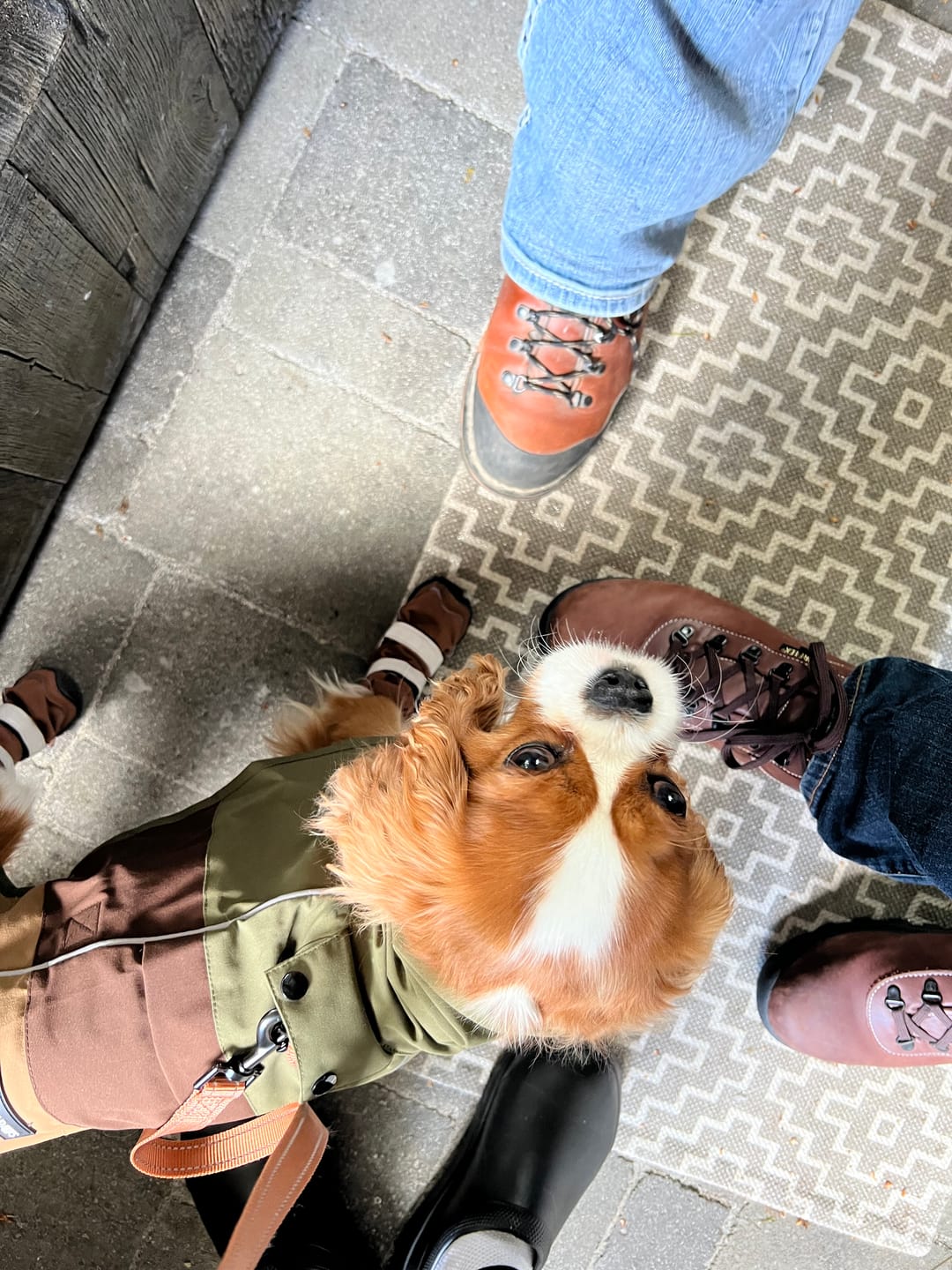 Customer photo review of Dog Rainboots, Waterproof Dog Shoes - Brown